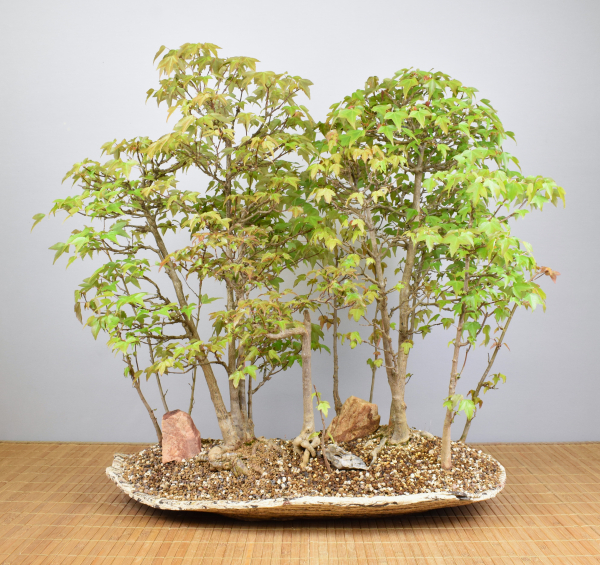 Preview: Bonsai Outdoor, Dreispitzahorn Wald (Acer buergerianum)