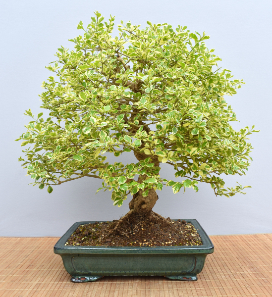 Preview: Bonsai Indoor, Weißbunte Taubenbeere (Duranta repens 'variegata')