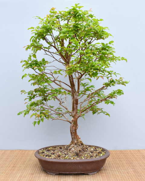 Bonsai Indoor, Baumstammkirsche oder Jabuticaba (Myrciaria cauliflora)