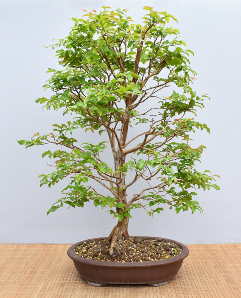 Preview: Bonsai Indoor, Baumstammkirsche oder Jabuticaba (Myrciaria cauliflora)