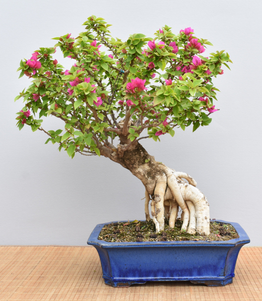 Bonsai Mediterran, Drillingsblume (Bougainvillea sp.)