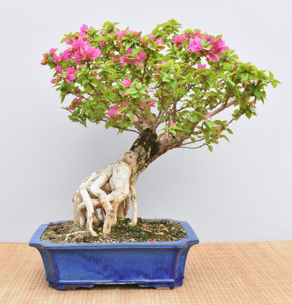 Preview: Bonsai Mediterran, Drillingsblume (Bougainvillea sp.)