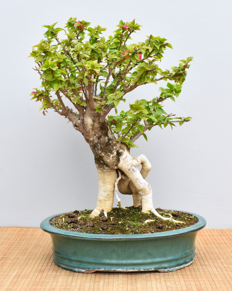 Bonsai Mediterran, Drillingsblume (Bougainvillea sp.)