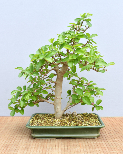 Bonsai Indoor, Acerola- oder Barbados-Kirsche (Malphigia emarginata)