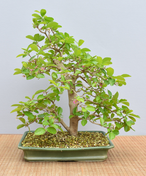 Preview: Bonsai Indoor, Acerola- oder Barbados-Kirsche (Malphigia emarginata)
