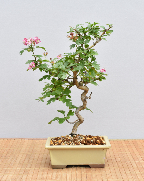 Bonsai Outdoor, Japanischer Rotdorn (Crataegus laevigata)