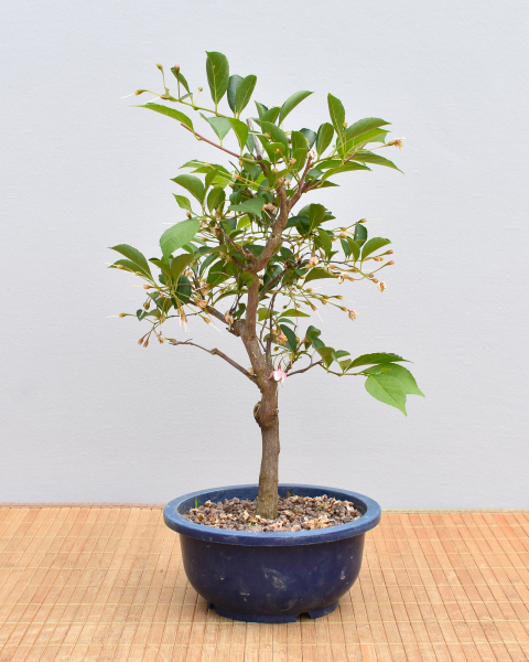 Bonsai Outdoor, Japanisches Schneeglöckchen (Styrax japonica)