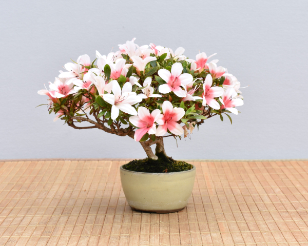 Preview: Bonsai Outdoor, Satsuki Azalee 'Hi no Maru' (Rhododendron indicum) Shohin