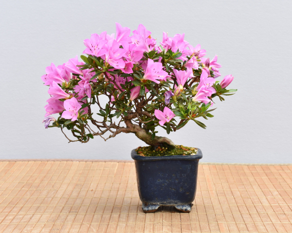 Bonsai Outdoor, Satsuki Azalee 'Suzu Kaze' (Rhododendron indicum) Shohin