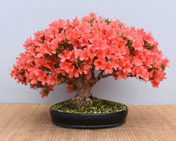 Bonsai Outdoor, Satsuki Azalee 'Kinka' (Rhododendron indicum)