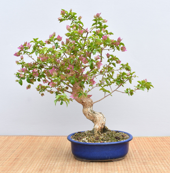 Preview: Bonsai Mediterran, Drillingsblume (Bougainvillea glabra)
