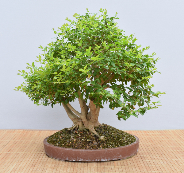 Preview: Bonsai Indoor, Liguster (Ligustrum ovalifolium)