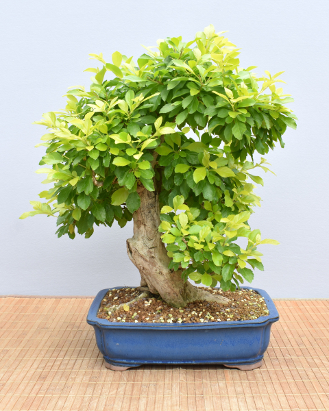 Bonsai Indoor, Taubenbeere (Duranta repens)