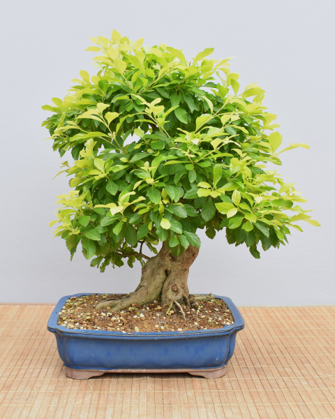 Preview: Bonsai Indoor, Taubenbeere (Duranta repens)