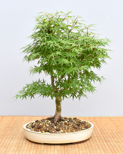 Bonsai Outdoor, Roter Fächerahorn (Acer palmatum 'yukihime')