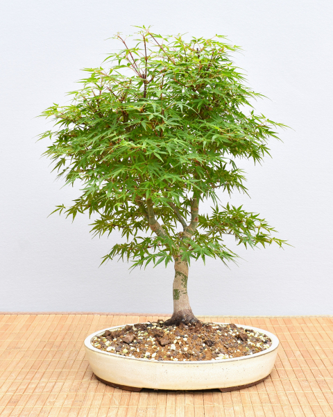 Preview: Bonsai Outdoor, Roter Fächerahorn (Acer palmatum 'yukihime')
