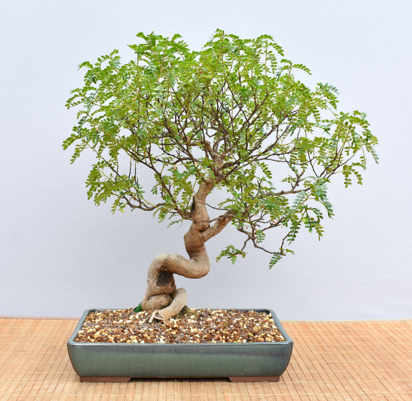 Preview: Bonsai Indoor, Szechuanpfeffer (Zanthoxylum piperitum)