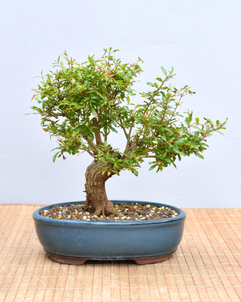 Bonsai Mediterran, Granatapfel (Punica granatum 'nana')