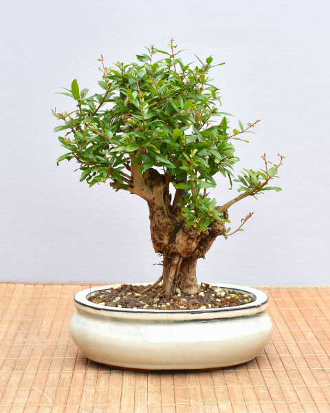 Bonsai Mediterran, Granatapfel (Punica granatum 'nana')