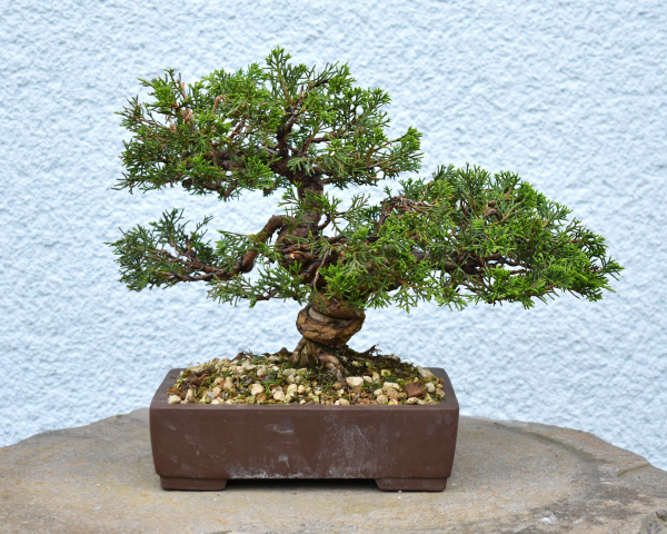 Preview: Bonsai Outdoor, Chinesischer Wacholder (Juniperus chinensis)