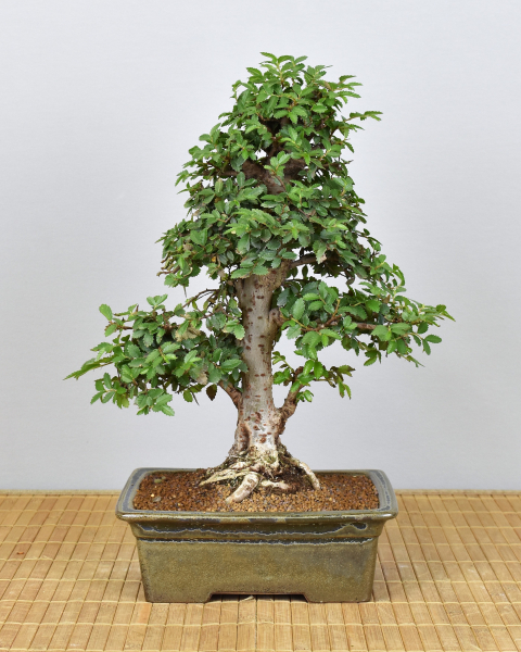 Bonsai Indoor, Chinesische Ulme (Ulmus parvifolia)