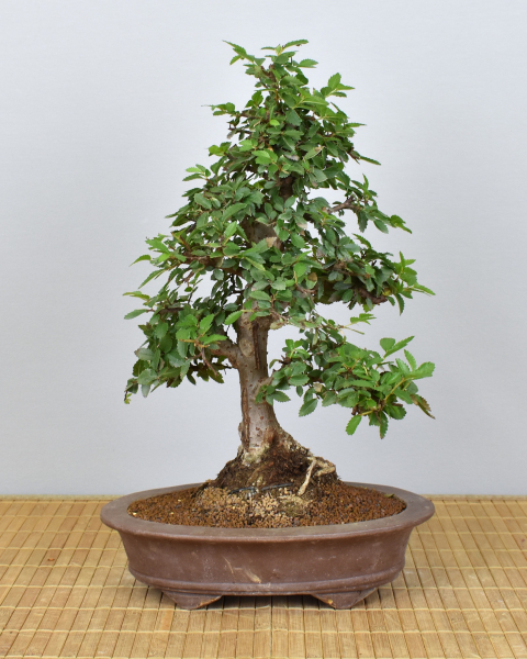 Preview: Bonsai Indoor, Chinesische Ulme (Ulmus parvifolia)