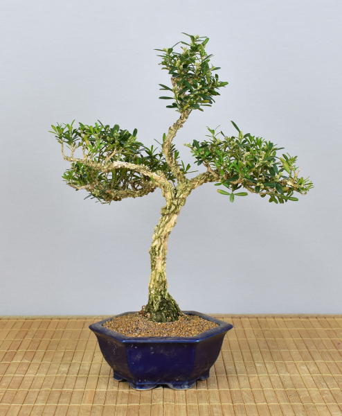 Preview: Bonsai Indoor, Chinesischer Buchsbaum (Buxus harlandii)