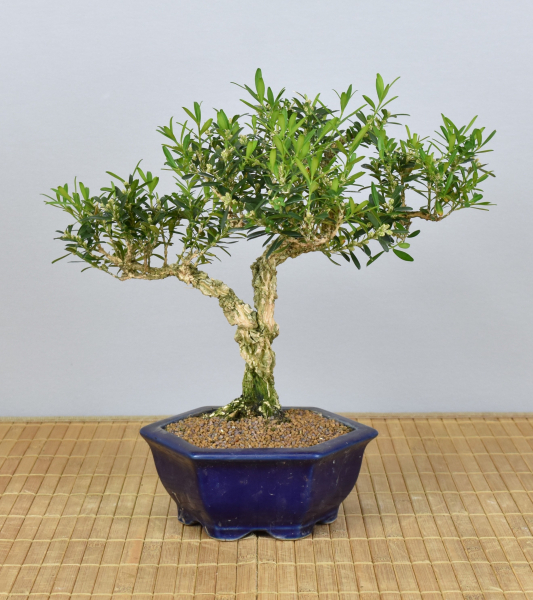 Bonsai Indoor, Chinesischer Buchsbaum (Buxus harlandii)