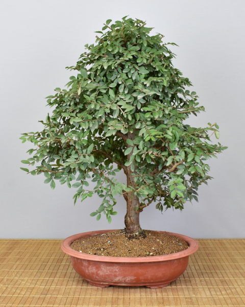 Bonsai Indoor, Chinesische Ulme (Ulmus parvifolia)