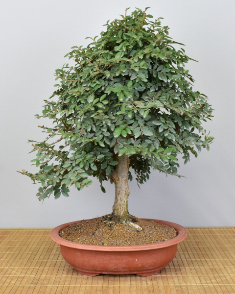 Bonsai Indoor, Chinesische Ulme (Ulmus parvifolia)