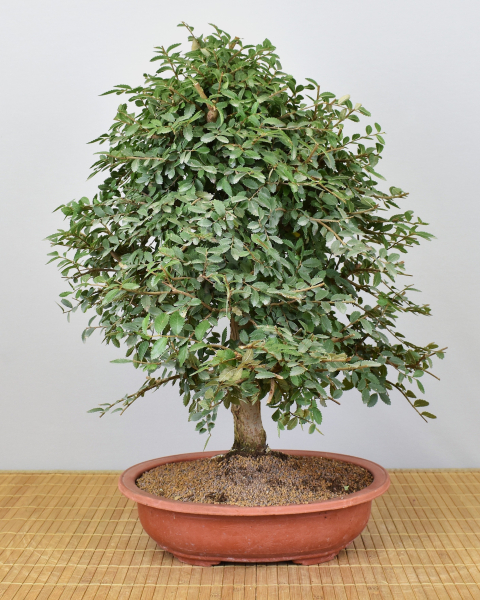 Preview: Bonsai Indoor, Chinesische Ulme (Ulmus parvifolia)