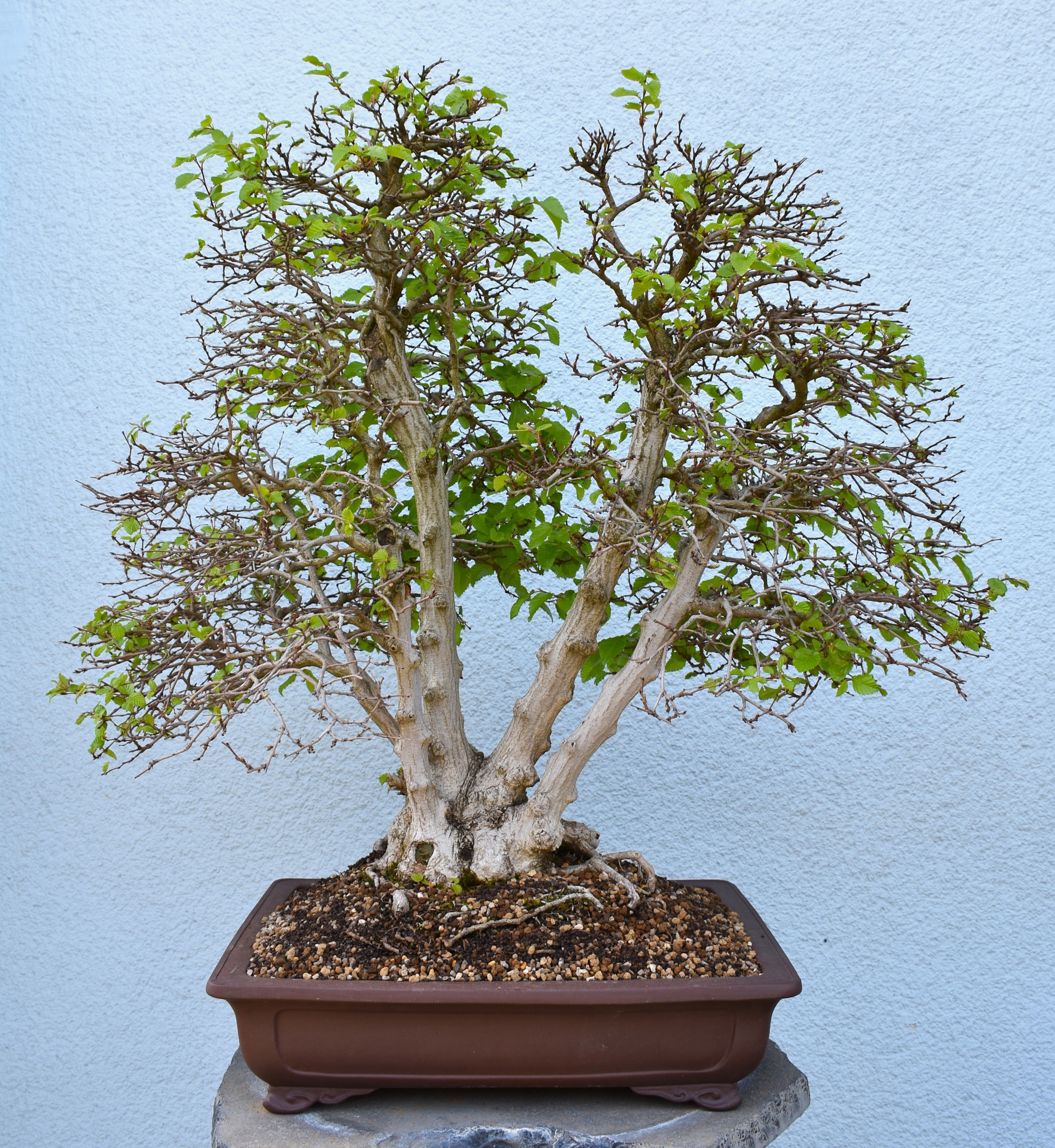 bonsai seedlings Japanese Black Pine Seedlings - 2 Sizes main image 1