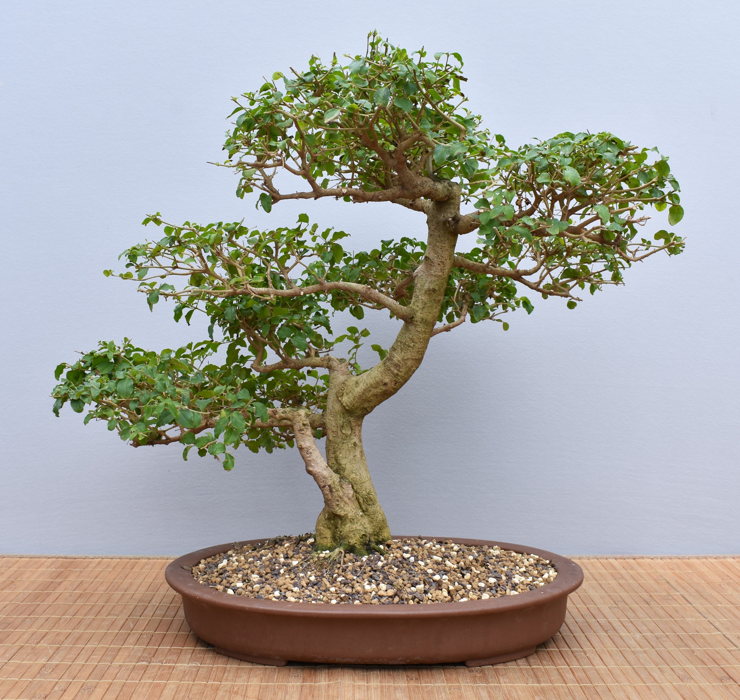 Liguster Bonsai 7 Jahre Alt  1 Baum Inkl. Keramiktopf, Pflegeleichter  Zimmerbonsai