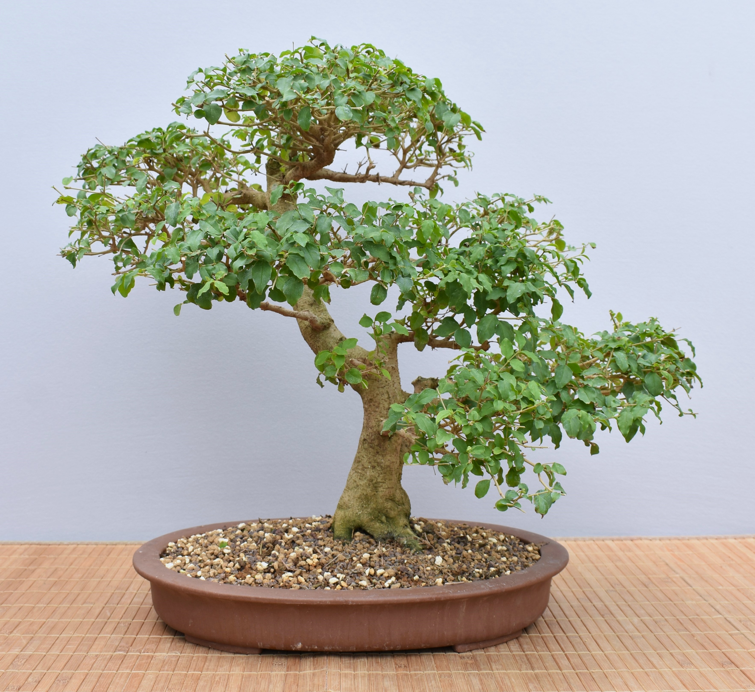 liguster ligustrum ovalifolium Oval-leaved privet (ligustrum ovalifolium) online kaufen bei HS Baum main image 0