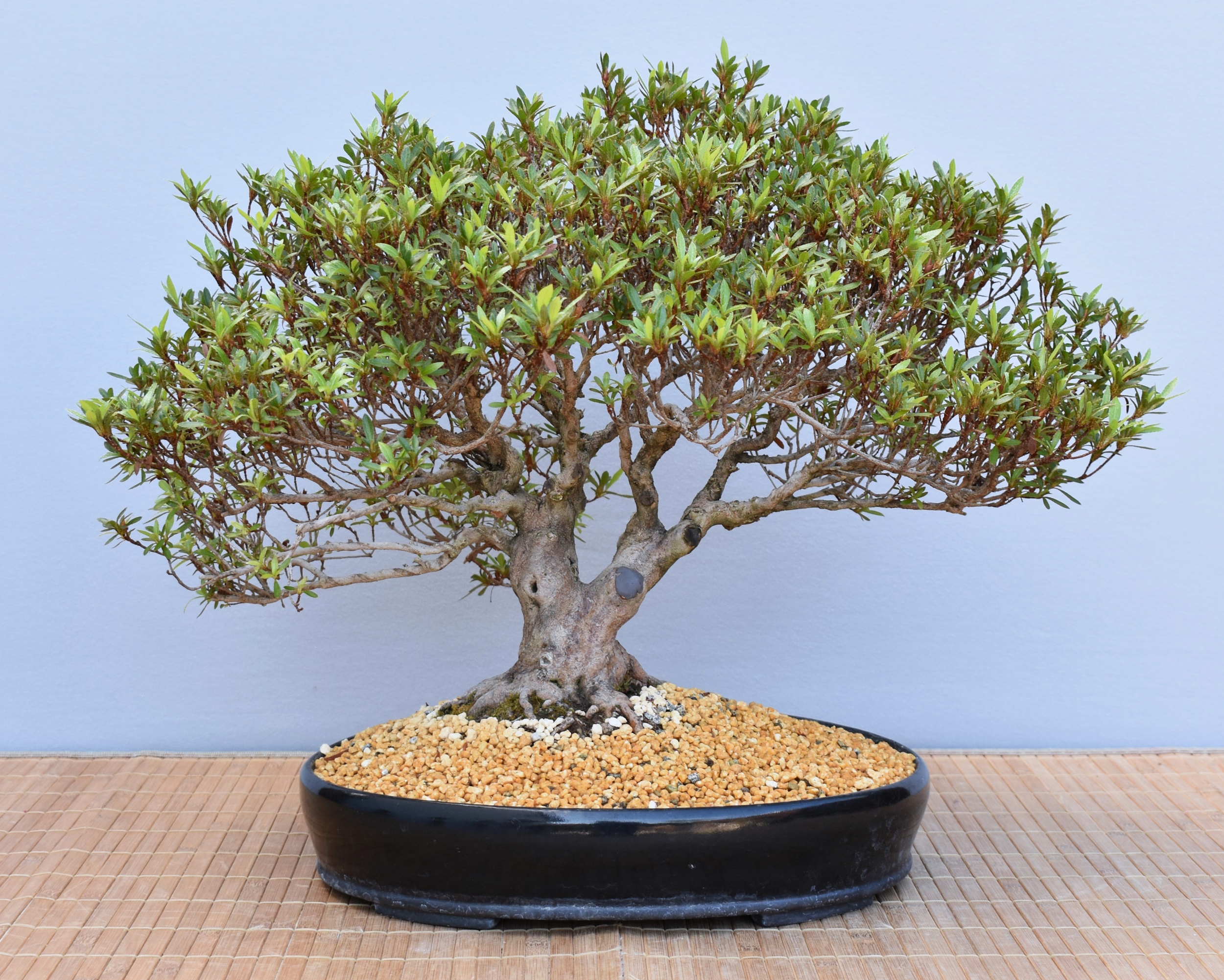 Bonsai Outdoor, Satsuki Azalee 'Kinka' (Rhododendron indicum)