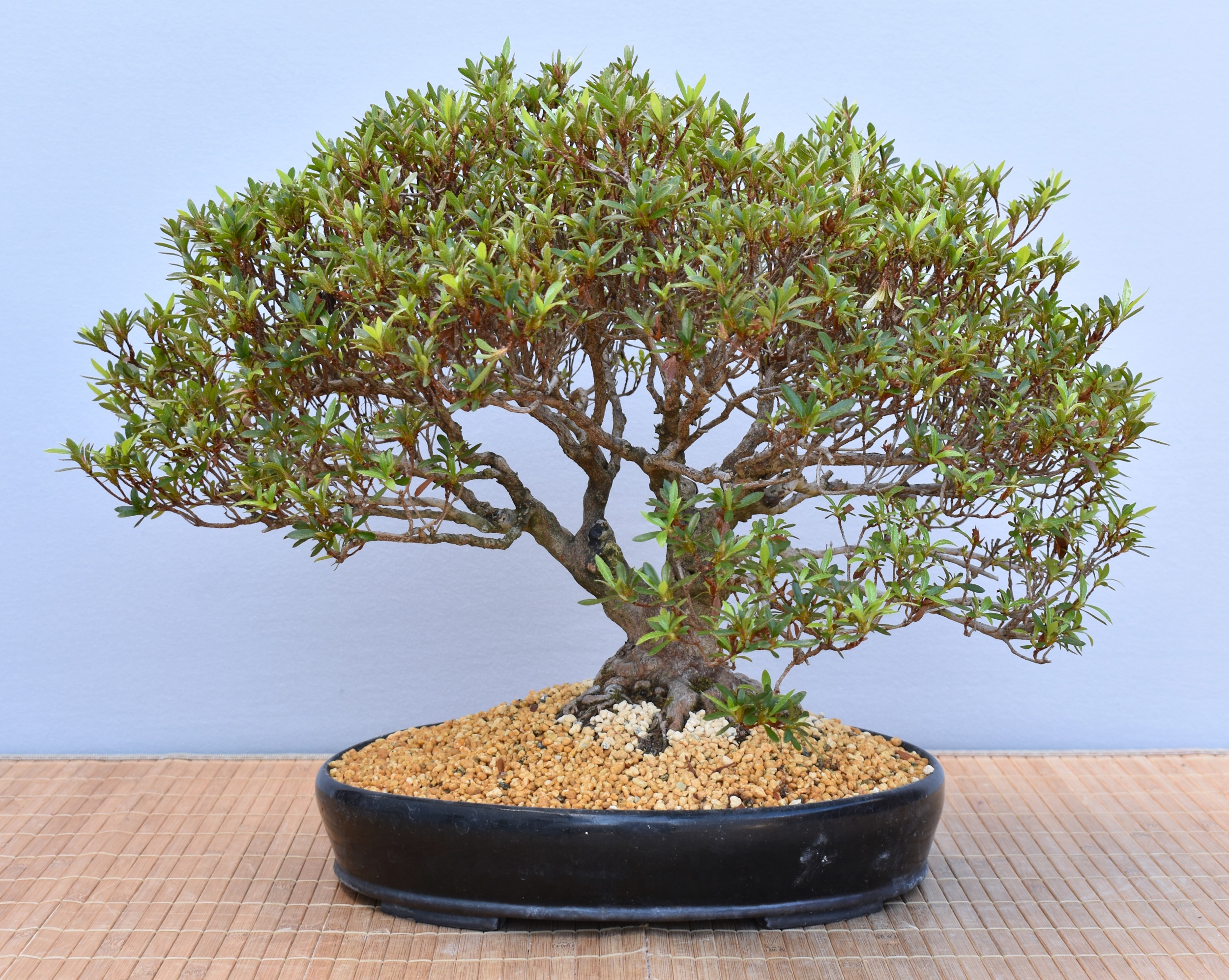 Bonsai Outdoor, Satsuki Azalee 'Kinka' (Rhododendron indicum)