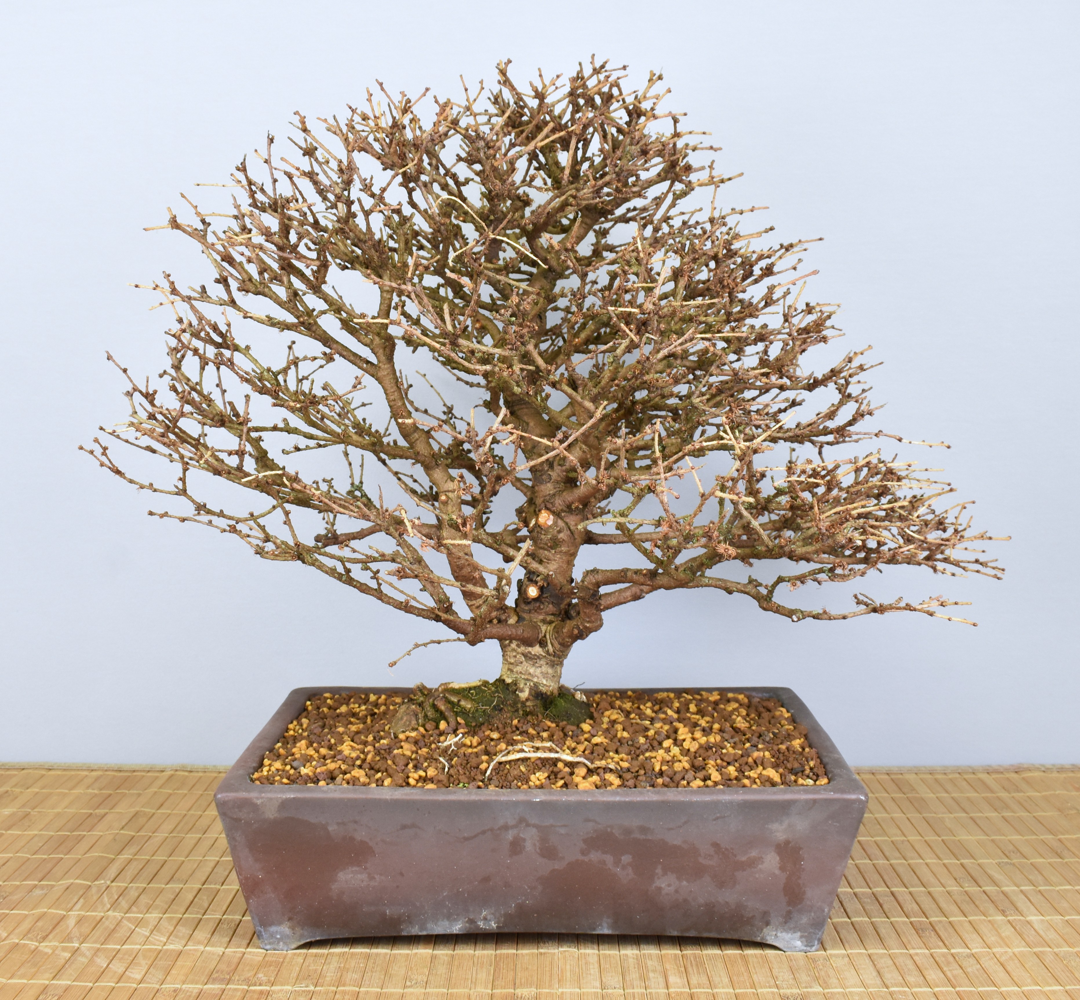 bonsai retusa 51 Year Ficus Retusa Specimen Curved Trunk Bonsai Tree main image 0