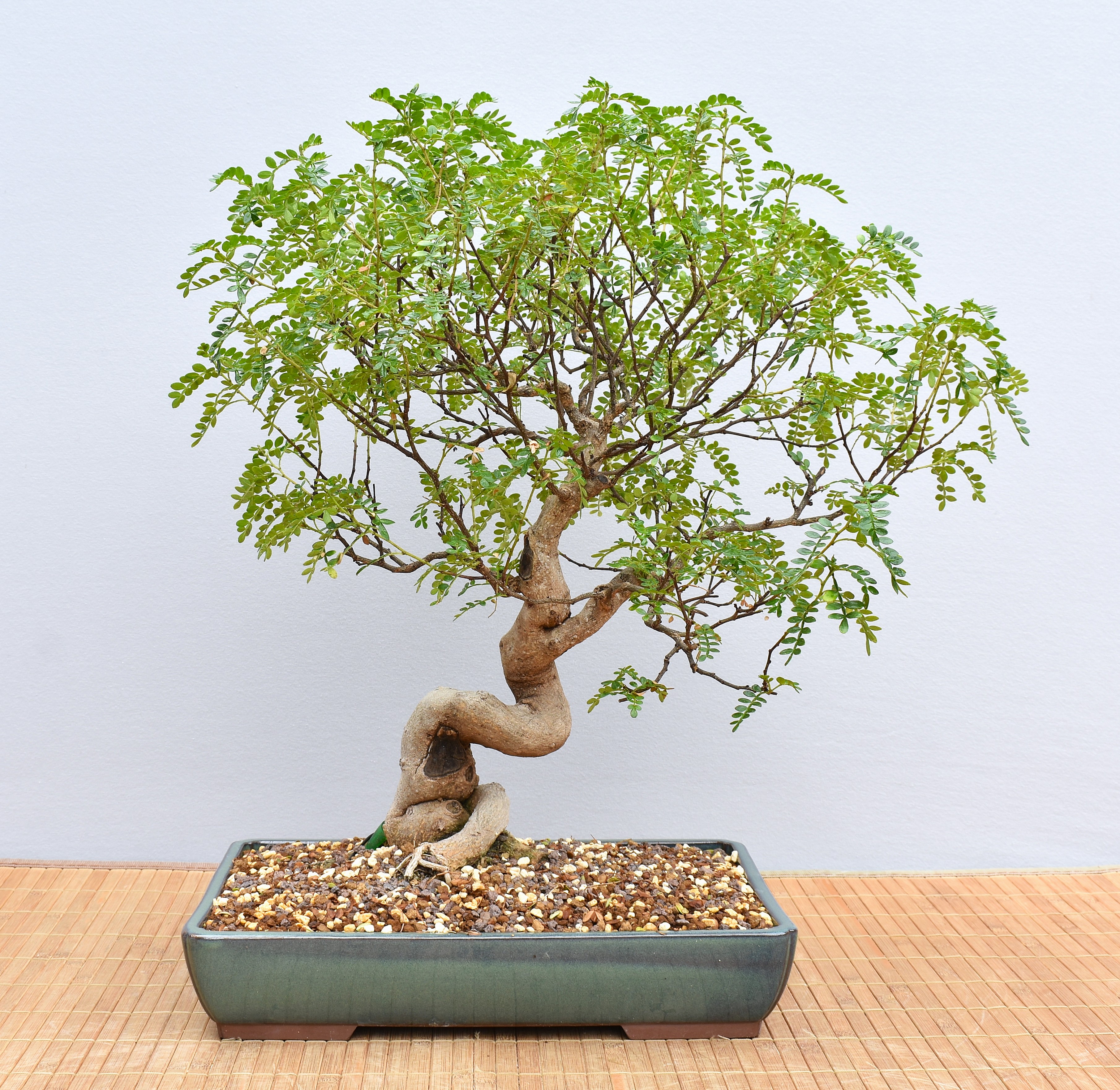 Bonsai Indoor, Szechuanpfeffer (Zanthoxylum piperitum)