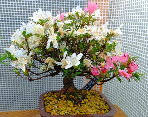 Bonsai Outdoor, Satsuki Azalee 'Akemi no Tsuki' (Rhododendron indicum) Shohin