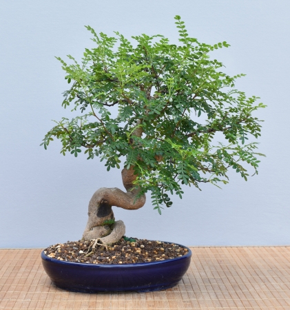 Bonsai Indoor, Szechuanpfeffer (Zanthoxylum piperitum)