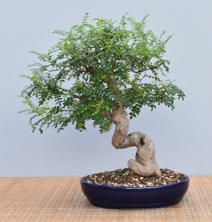 Bonsai Indoor, Szechuanpfeffer (Zanthoxylum piperitum)
