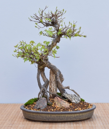 Bonsai Outdoor, Dreispitzahorn (Acer buergerianum)