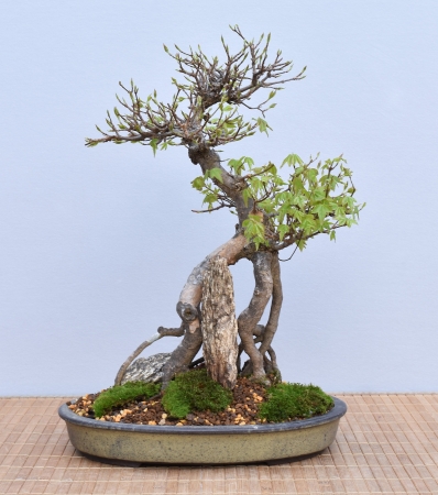 Bonsai Outdoor, Dreispitzahorn (Acer buergerianum)