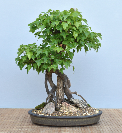 Bonsai Outdoor, Dreispitzahorn (Acer buergerianum)