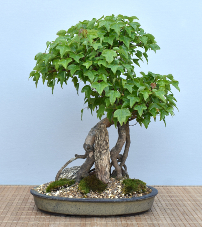 Bonsai Outdoor, Dreispitzahorn (Acer buergerianum)