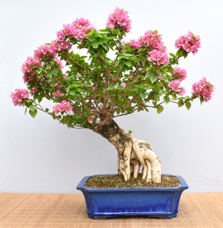 Bonsai Mediterran, Drillingsblume (Bougainvillea sp.)