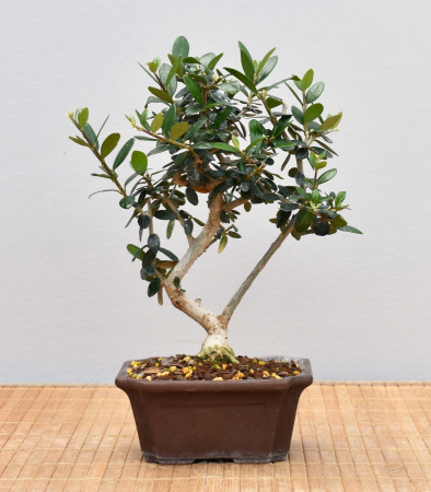 Bonsai Mediterran, Wildolive (Olea europaea 'sylvestris')