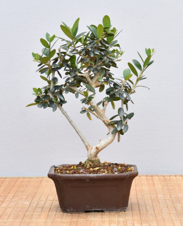 Bonsai Mediterran, Wildolive (Olea europaea 'sylvestris')