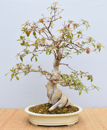 Bonsai Indoor, Hamelia (Hamelia patens), im Englischen auch "Firebush" genannt
