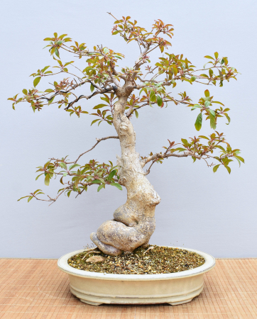 Bonsai Indoor, Hamelia (Hamelia patens), im Englischen auch "Firebush" genannt